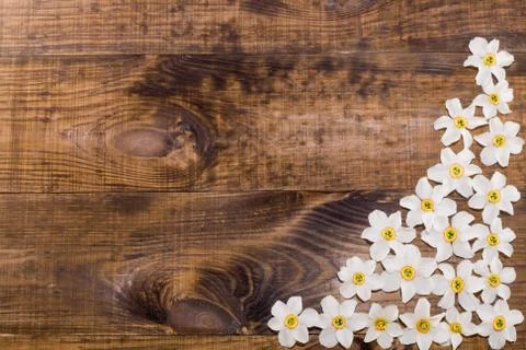 Spring nartsysy Stock Photos