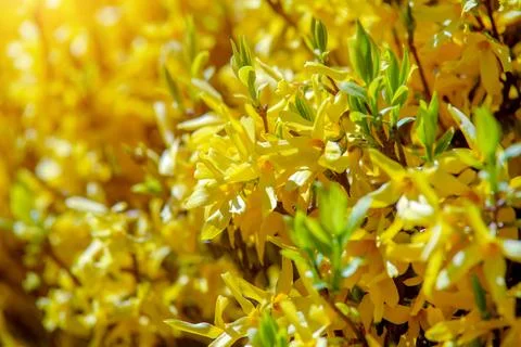 Spring natural background of the branches of the blooming Forsythia Stock Photos