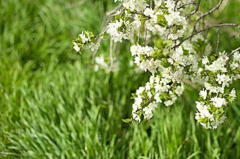 Spring natural background with bright blooming branch Stock Photos
