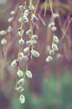 Spring natural background Foto stock