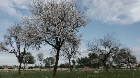 Spring Natural Beauty of Blossoming Garden Stock Footage