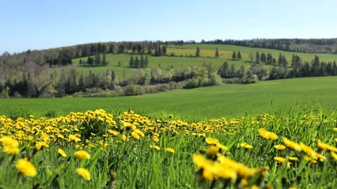 Spring natural scenery in Prince Edward Island, Canada Stock Footage 344828167