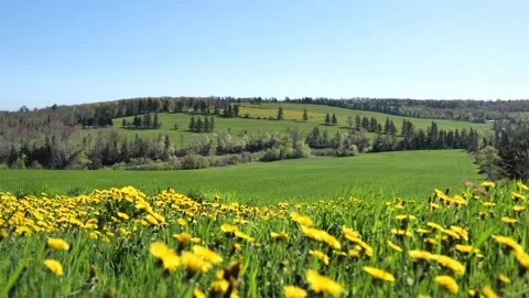 Spring natural scenery in Prince Edward Island, Canada Stock Footage 344828708