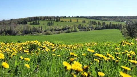 Spring natural scenery in Prince Edward Island, Canada Stock Footage 344828715