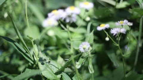 Spring Nature 01 Stock Footage 294470359