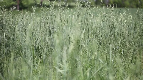 Spring Nature 02 Stock Footage 294470381