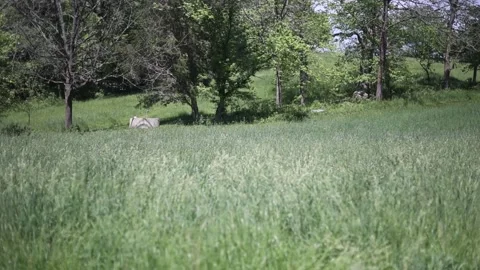 Spring Nature 04 Stock Footage 294470383