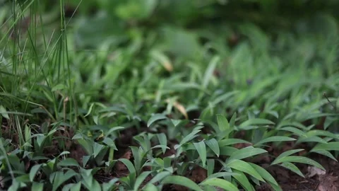 Spring Nature 06 Stock Footage 294470411