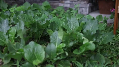 Spring Nature 07 Stock Footage 294470412