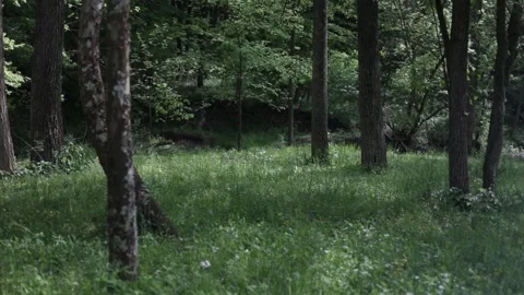 Spring Nature 08 Stock Footage 294470414