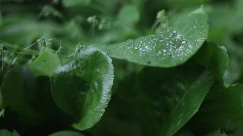 Spring Nature 09 Stock Footage 294470415