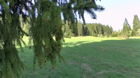 Spring nature 1 Video stock 46280733