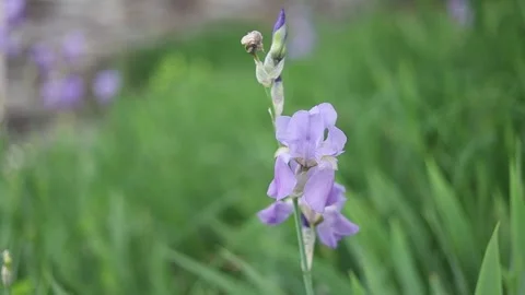 Spring Nature 10 Stock Footage 294470433