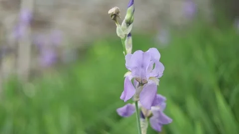 Spring Nature 11 Stock Footage 294470434