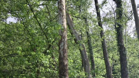 Spring Nature 12 Stock Footage 294470435