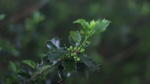 Spring Nature 13 Stock Footage 294470438