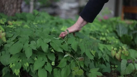 Spring Nature 14 Stock Footage 294470460