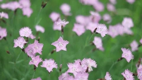 Spring Nature 15 Stock Footage 294470461