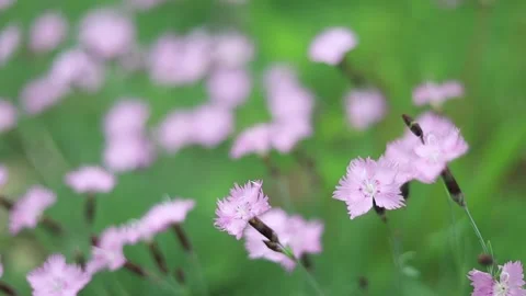 Spring Nature 16 Stock Footage 294470465