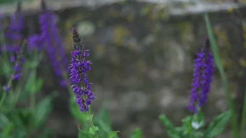 Spring Nature 17 Stock Footage 294470466