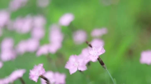 Spring Nature 18 Stock Footage 294470470