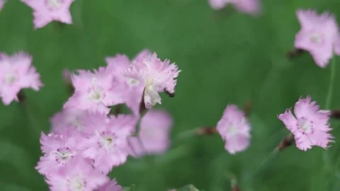 Spring Nature 19 Stock Footage 294470492