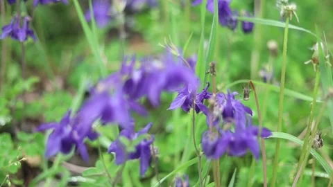 Spring Nature 20 Stock Footage 294470493