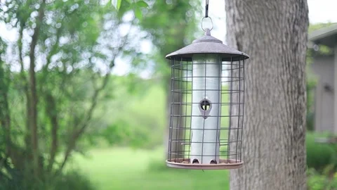 Spring Nature 21 Stock Footage 294470498