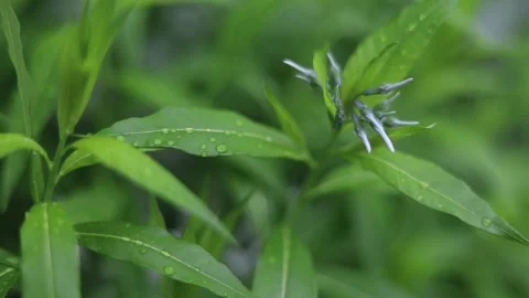 Spring Nature 22 Stock Footage 294470499