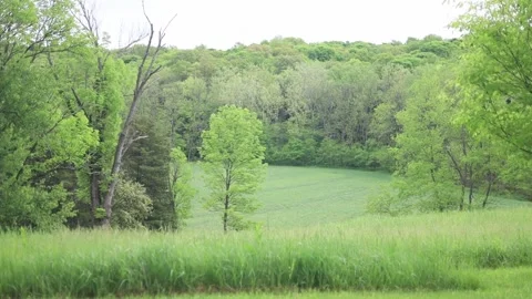 Spring Nature 23 Stock Footage 294470504