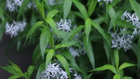 Spring Nature 24 Stock Footage 294470508