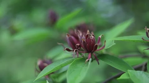 Spring Nature 25 Stock Footage 294470540