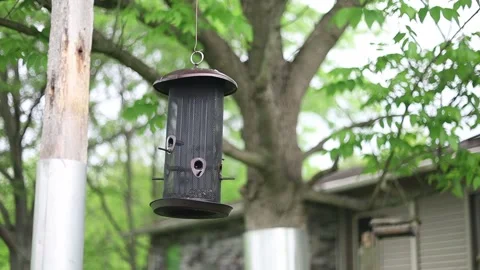 Spring Nature 26 Stock Footage 294470548