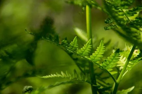 Spring nature in all its glory with fern leaves and bokeh effect in the fores Stock Photos