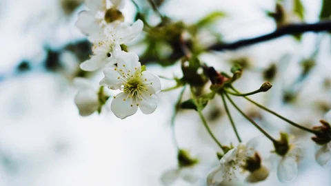 Spring nature awakens everything blooms Stock Footage 129671702