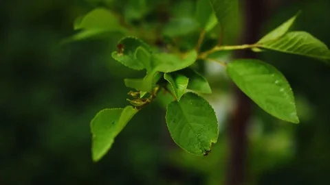 Spring nature awakens everything blooms Stock Footage 129671732