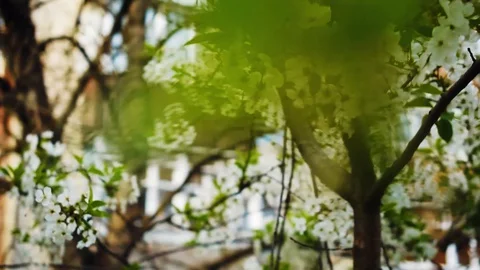 Spring nature awakens everything blooms Stock Footage 129671739