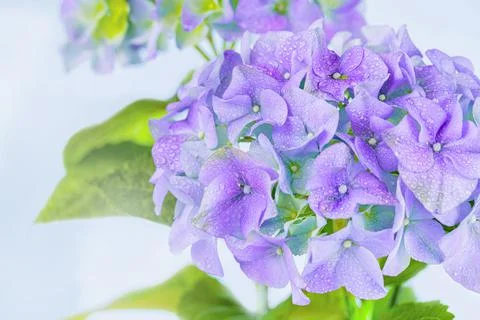 Spring Nature background with blooming hydrangea flowers Stock Photos