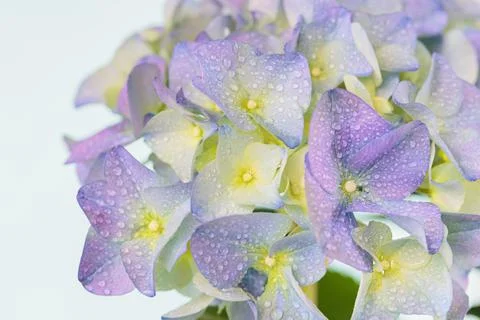 Spring Nature background with blooming hydrangea flowers Stock Photos