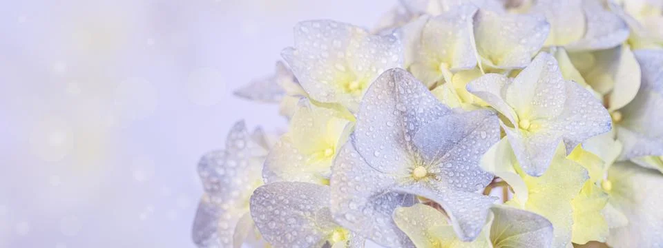 Spring Nature background with blooming hydrangea flowers Stock Photos
