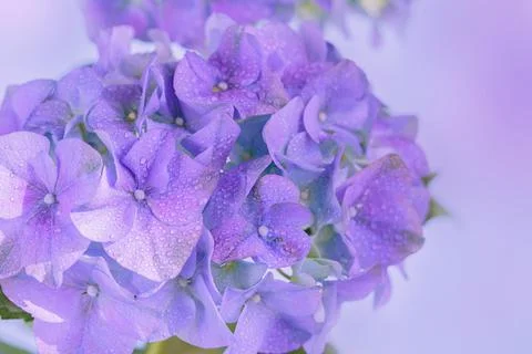 Spring Nature background with blooming hydrangea flowers Stock Photos