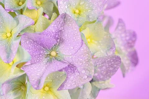 Spring Nature background with blooming hydrangea flowers Stock Photos