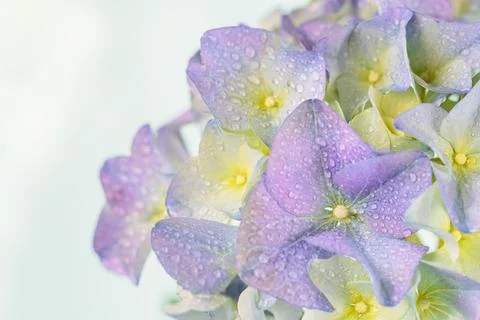 Spring Nature background with blooming hydrangea flowers Stock Photos