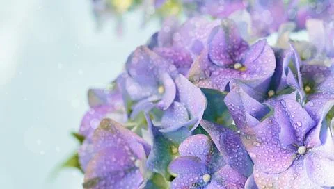 Spring Nature background with blooming hydrangea flowers Stock Photos