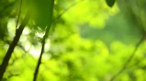 Spring Nature Background Video stock 23911912