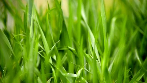 Spring Nature Background Stock Footage 74652367