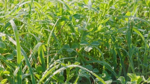Spring nature background. Green grass with dew drops in sunny morning Stock Footage 232630206