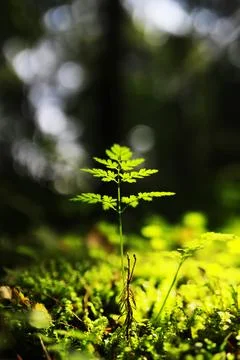 Spring nature background. Greenery of trees and grasses on a sunny spring m.. Stock Photos