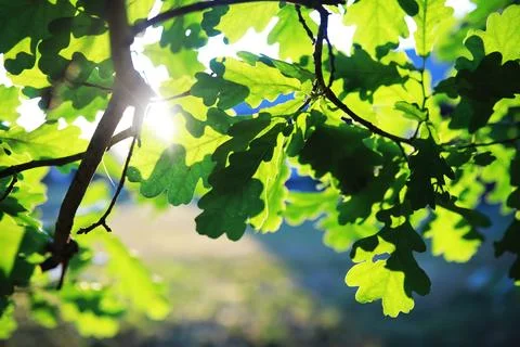 Spring nature background. Greenery of trees and grasses on a sunny spring m.. Stock Photos