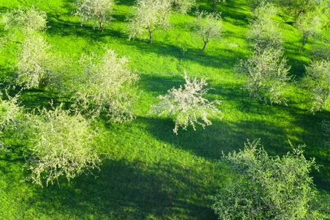 Spring nature background Foto stock